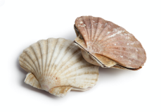 ホタテの貝殻イメージ