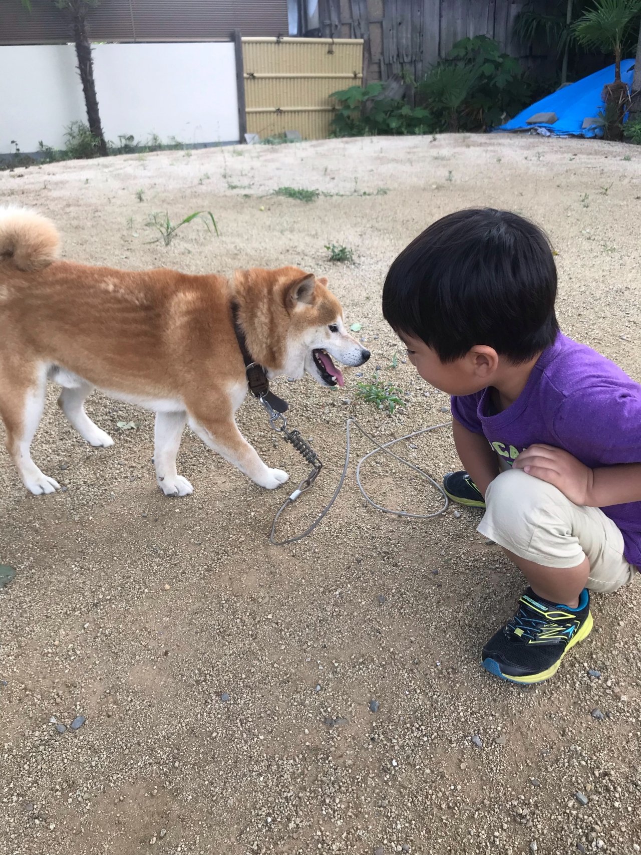 僕と犬。